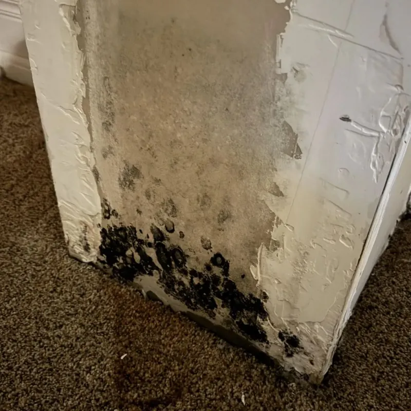 Professional Mold Removal in Columbus, KS
